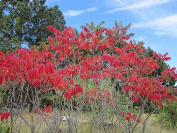 Sumac in fall colors